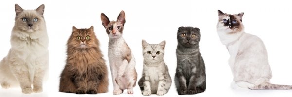 dog groomers adelaide southern suburbs