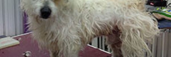 dog groomers adelaide southern suburbs