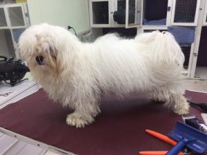 dog grooming services - Before the groom body