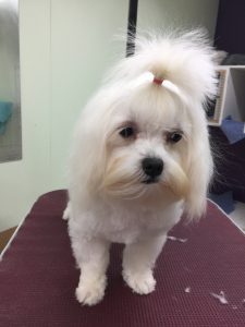 dog grooming services - After the groom head